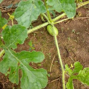 Meet your Posher, Kendrick